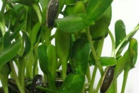 کاشت سبزه تخمه آفتابگردان