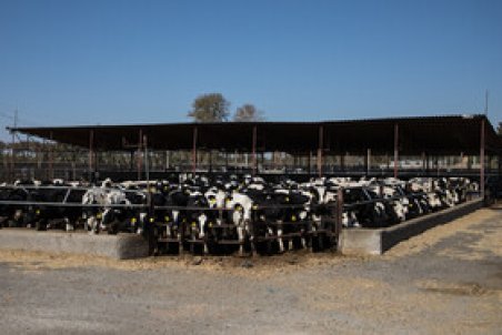 مشکلات نهاده‌های دامی باید هر چه زودتر رفع شود