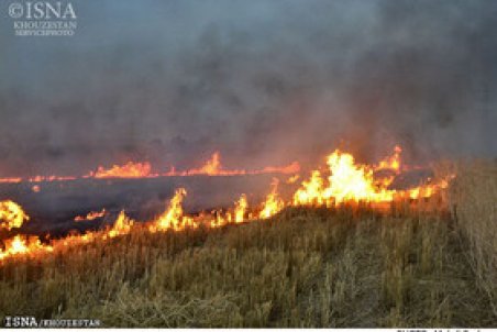 توضیحی درباره علت برداشت سیاه نیشکر در خوزستان