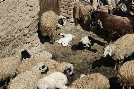 کاهش کانون بیماری های تب برفکی و طاعون نشخوارکنندگان کوچک