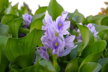 فروش سنبل آبی مردابی در مغازه ها و بازارهای گل ممنوع است