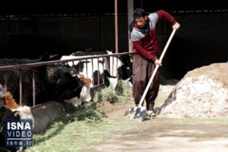 ویدئو / حالِ ناخوش دامداران اراکی