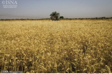 آغاز برداشت محصولات پاییزه خرمشهر از فروردین ماه