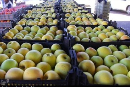 ماجرای صادرات هوایی سیب آذربایجان‌غربی؛ وعده‌ای که در هوا ماند/ ‌قطار دلالان در ریل‌های زیان