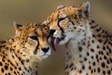 آخرین اخبار از پروژه تکثیر در اسارت یوزهای توران؛ فرزند "فیروز و ایران" کِی متولد می‌شود؟