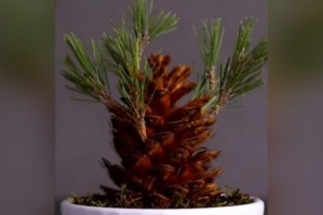 ترفندهایی برای افزایش سرعت رشد گیاهان + فیلم