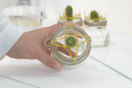 ترفندهایی برای تکثیر کاکتوس + فیلم