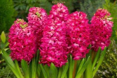 آموزش کاشت گل سنبل + فیلم