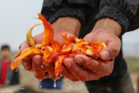 استخر پرورش ماهی قرمز - رشت