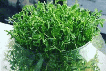 روش کاشت سبزه شناور در آب برای عید + فیلم