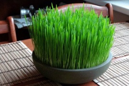 آموزش تهیه سبزه عید در خانه + فیلم