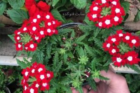 طرز نگهداری گل شاه پسند از آبیاری تا آفت ها و تکثیر